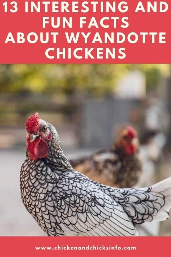 Facts About Wyandotte Chickens