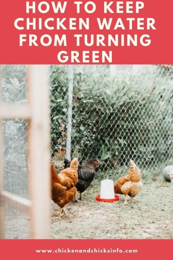 How to Keep Chicken Water From Turning Green 3 Ways Chicken & Chicks