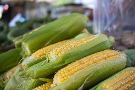 Is It True Corn Is a Warming Food for Chickens