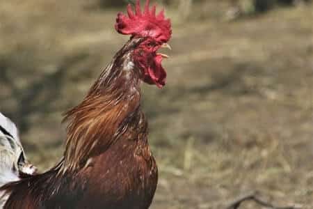 Some Other Chicken Superstition and Myths