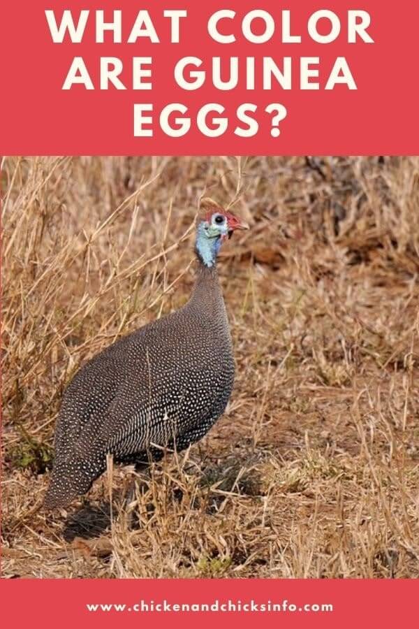 What Color Are Guinea Eggs How To Identify A Guinea Fowl Egg Chicken Chicks Info