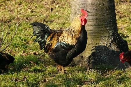 What Does a Rooster Crowing Symbolize