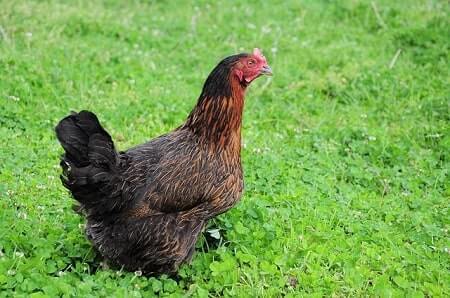 What Herbs Do Chickens Love