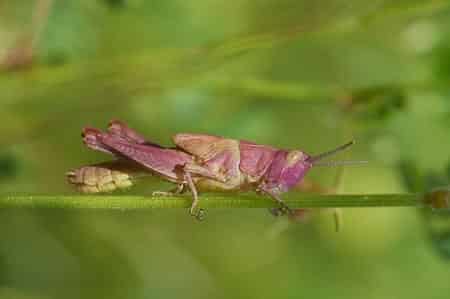 What Types Species of Crickets Are in Your Yard