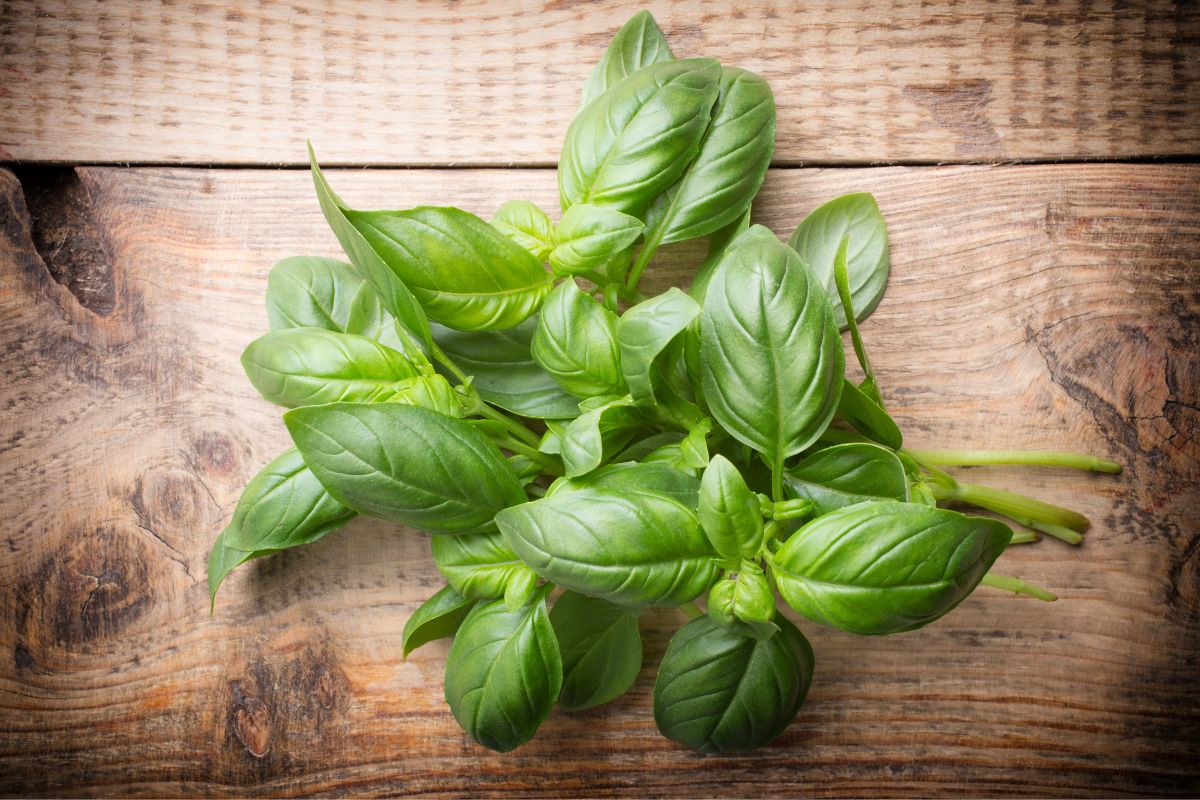 A freshly picked organic basil on a wooden table.