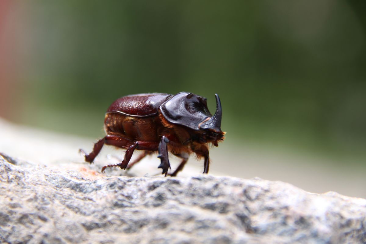 A beetle on a rock.