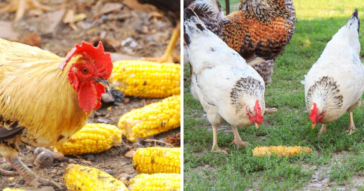 Can Chickens Eat Corn on the Cob? (They Love It!) Chicken & Chicks Info