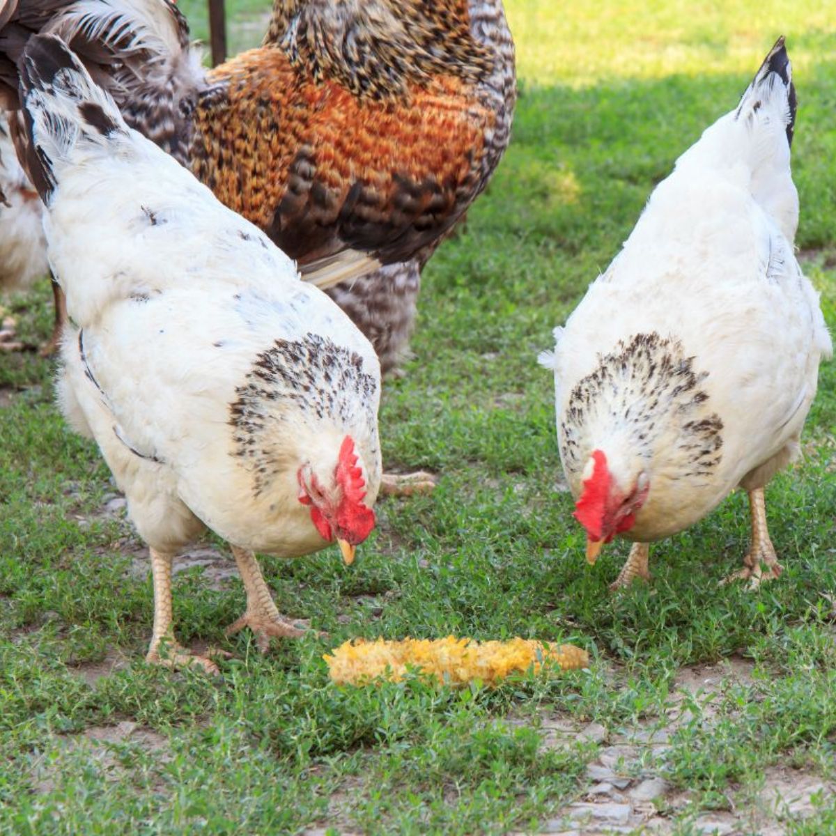 Do Chickens Eat Roaches? (+ Tips to Rid Roaches) Chicken & Chicks Info