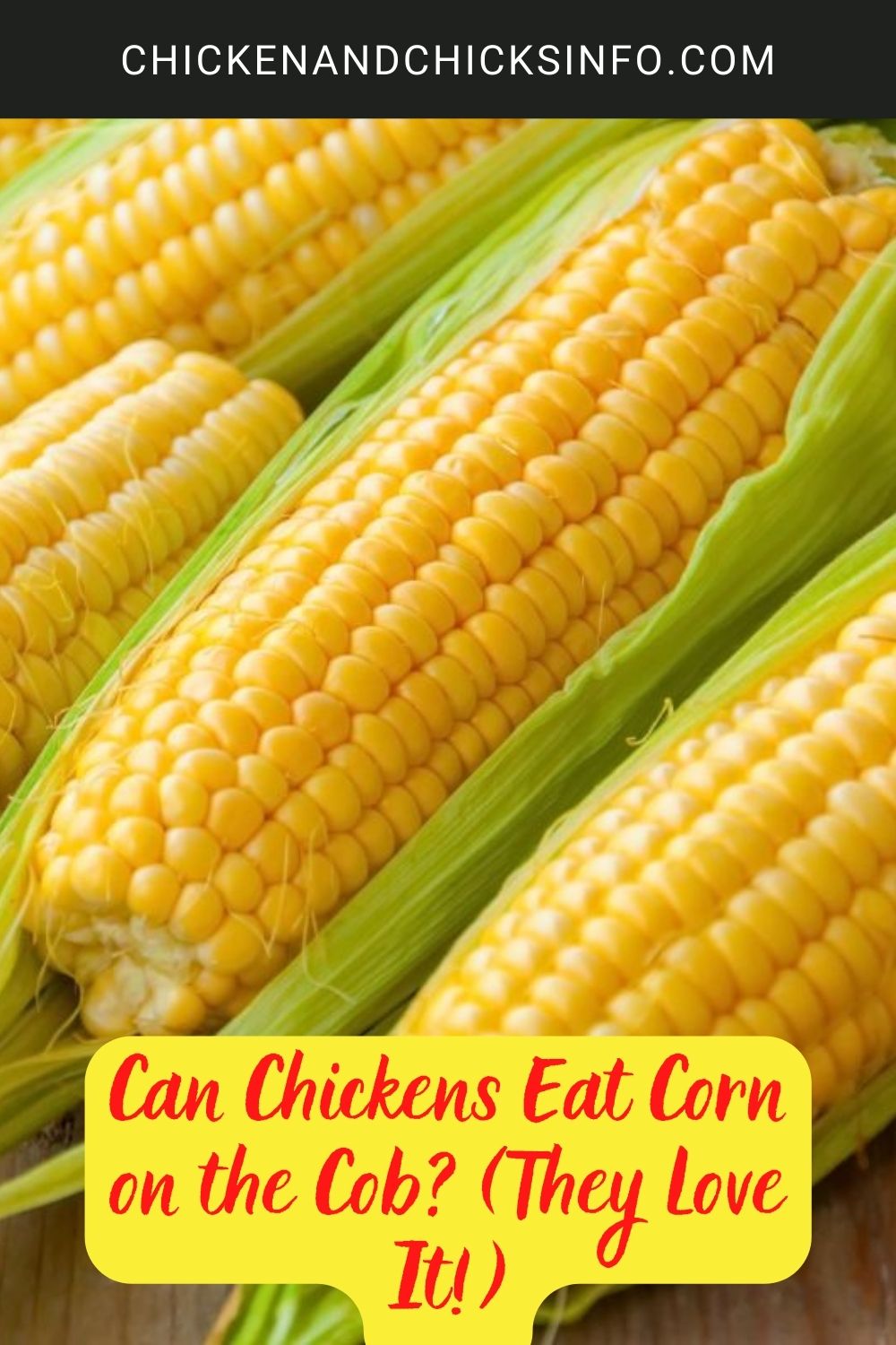 Can Chickens Eat Corn on the Cob? (They Love It!) poster.
