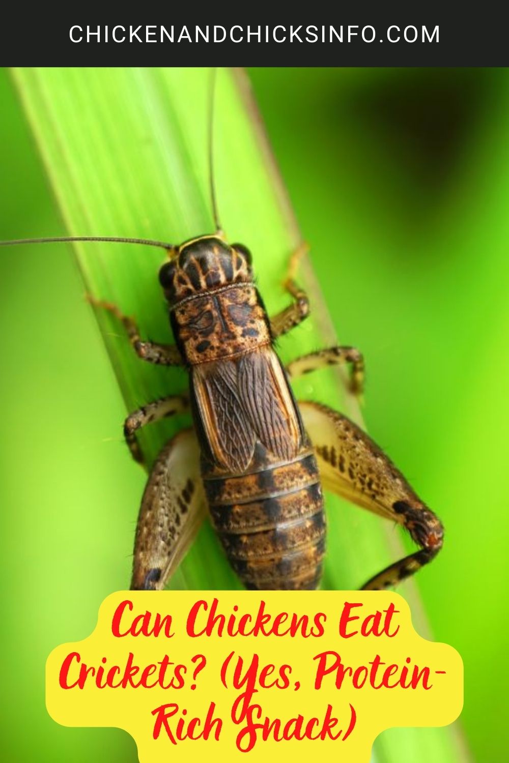 Can Chickens Eat Crickets? (Yes, Protein-Rich Snack) poster.

