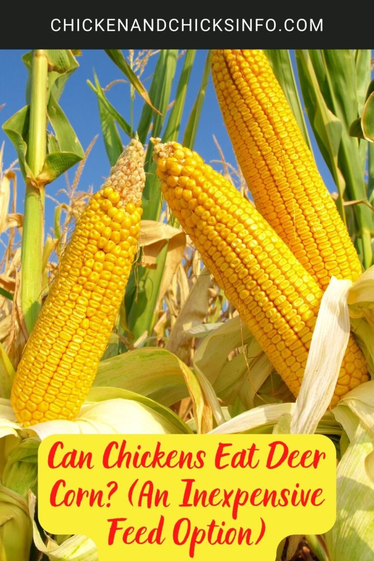 Can My Chickens Eat Deer Corn