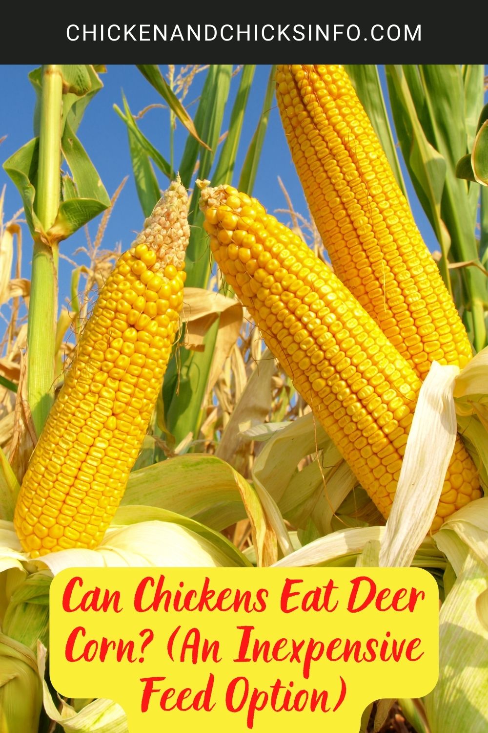 Can Chickens Eat Deer Corn? (An Inexpensive Feed Option) poster.
