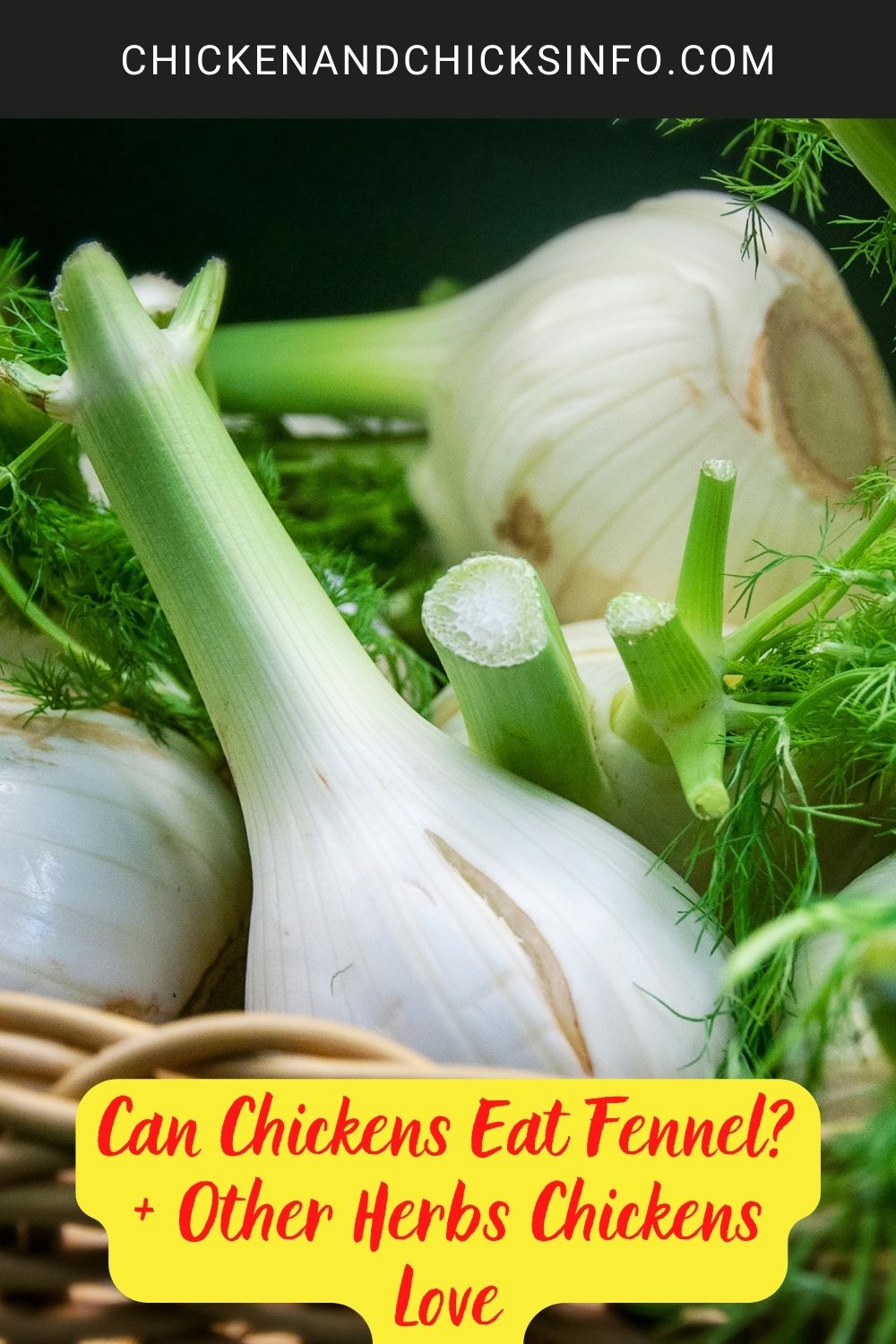 Can Chickens Eat Fennel? + Other Herbs Chickens Love poster.
