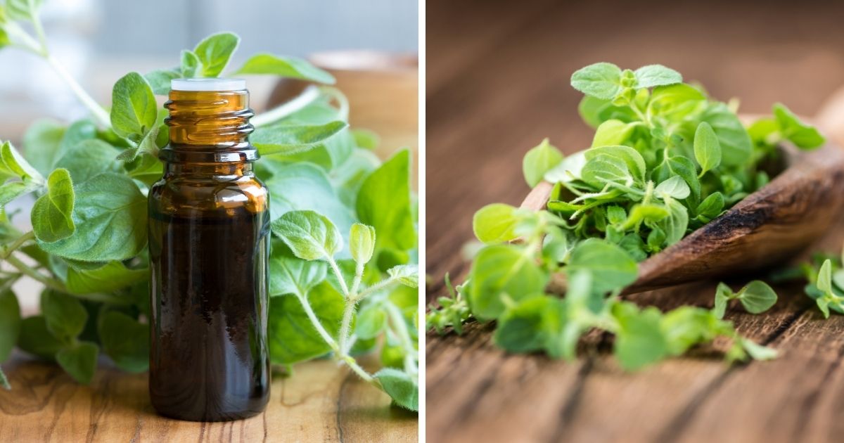 Can Chickens Eat Oregano? (A Natural Antibacterial Herb) Chicken & Chicks Info