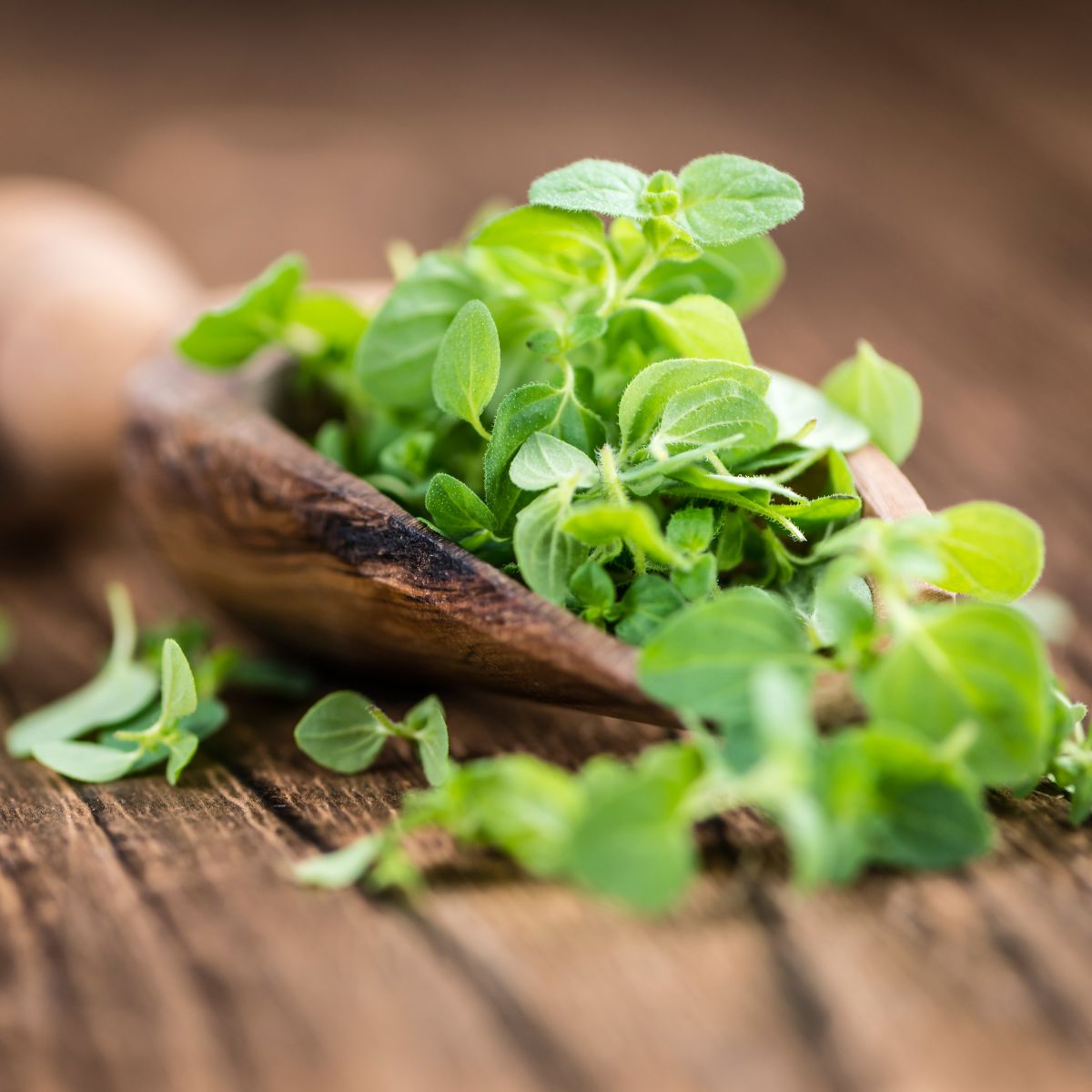 Can Chickens Eat Cornflakes? + Other Cereals Chicken & Chicks Info