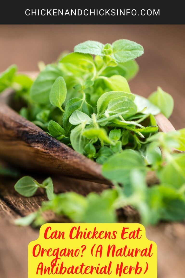 Can Chickens Eat Oregano? (A Natural Antibacterial Herb) Chicken