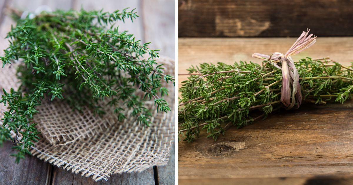Can Chickens Eat Thyme? (A Powerful Natural Herb) Chicken & Chicks Info