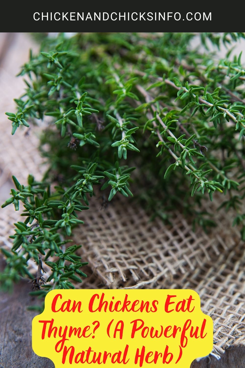 Can Chickens Eat Thyme? (A Powerful Natural Herb) poster.
