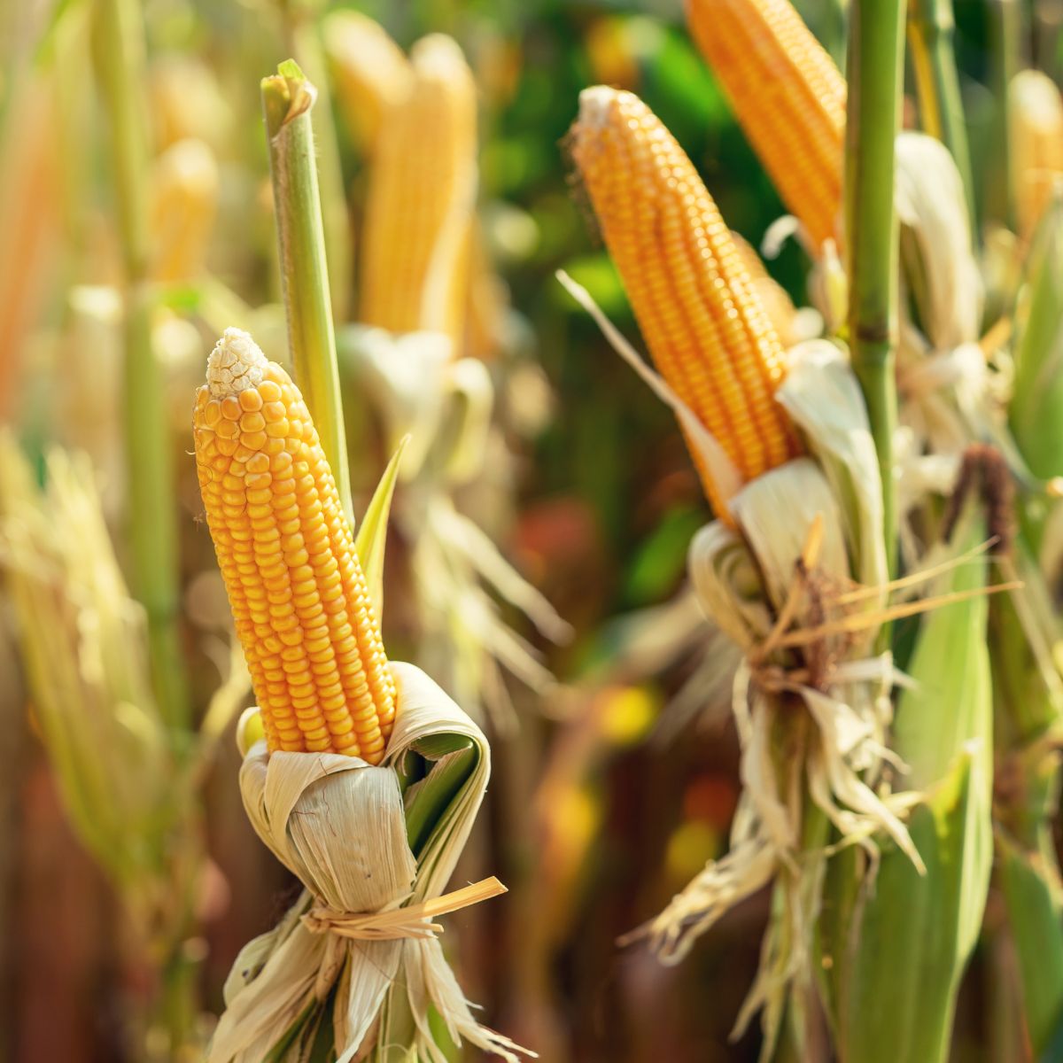 Can Chickens Eat Deer Corn? (An Inexpensive Feed Option) Chicken