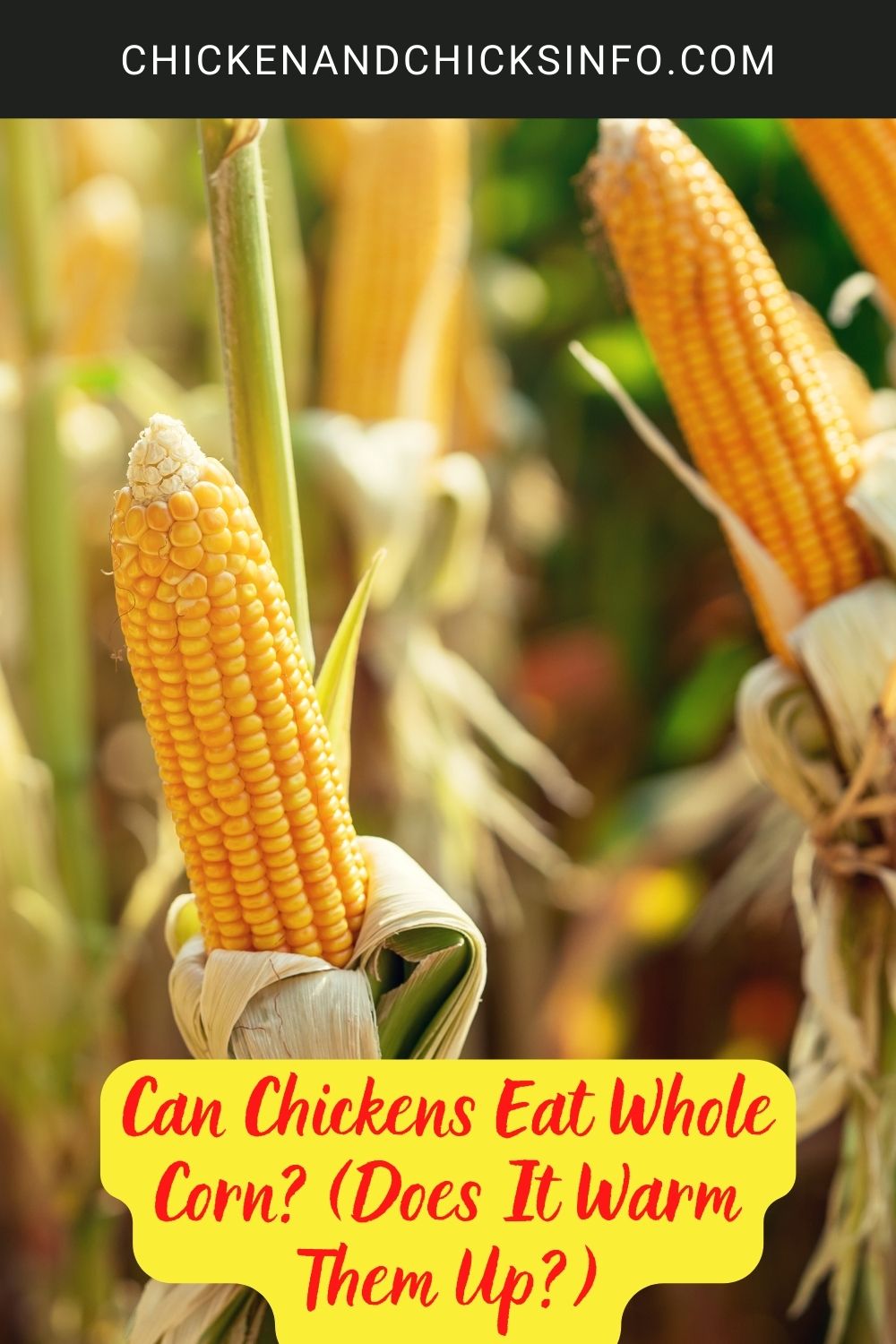 Can Chickens Eat Whole Corn? (Does It Warm Them Up?) poster.
