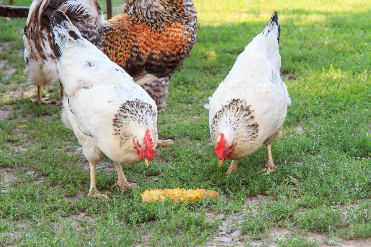 Two white-gray chickens eating a corn cob on green grass.