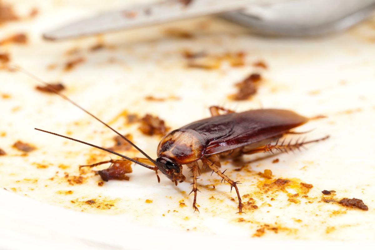 A cockroach on a table.