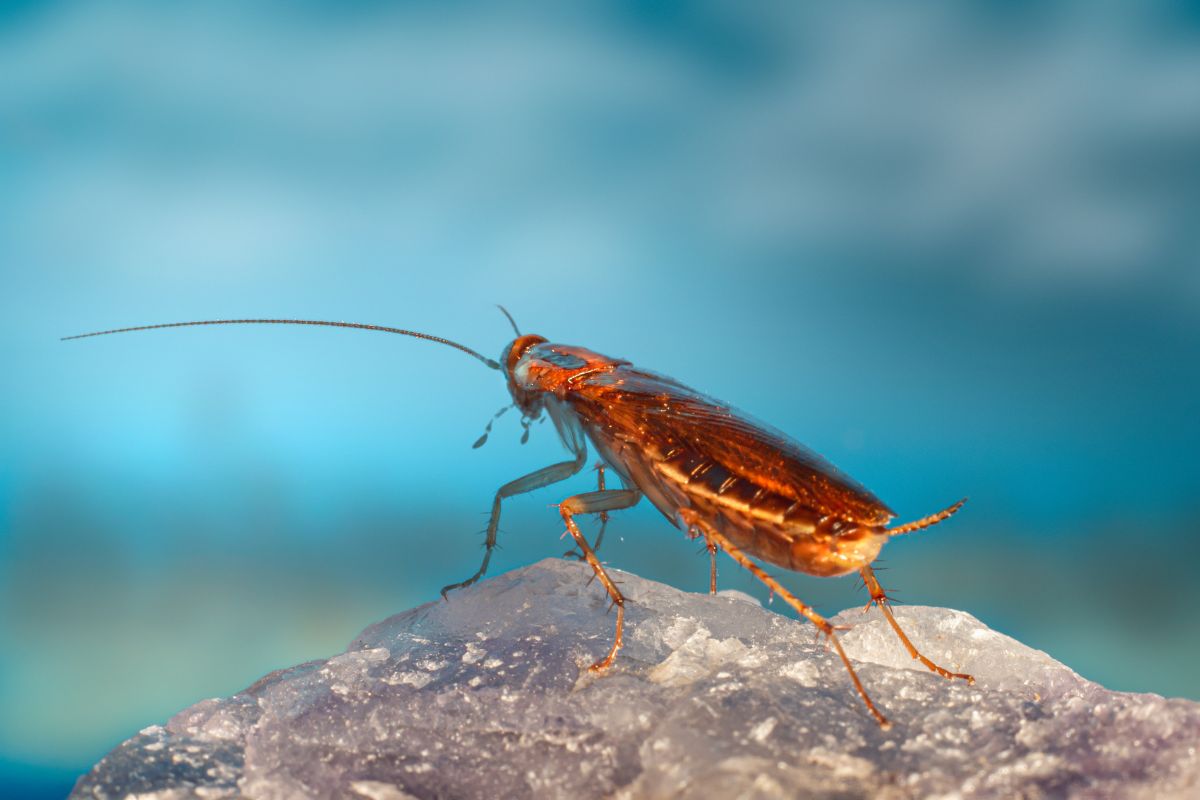 A cockroach on a rock.