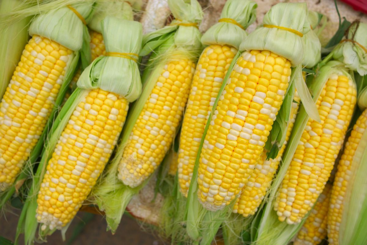 A bunch of corn cobs on a table.