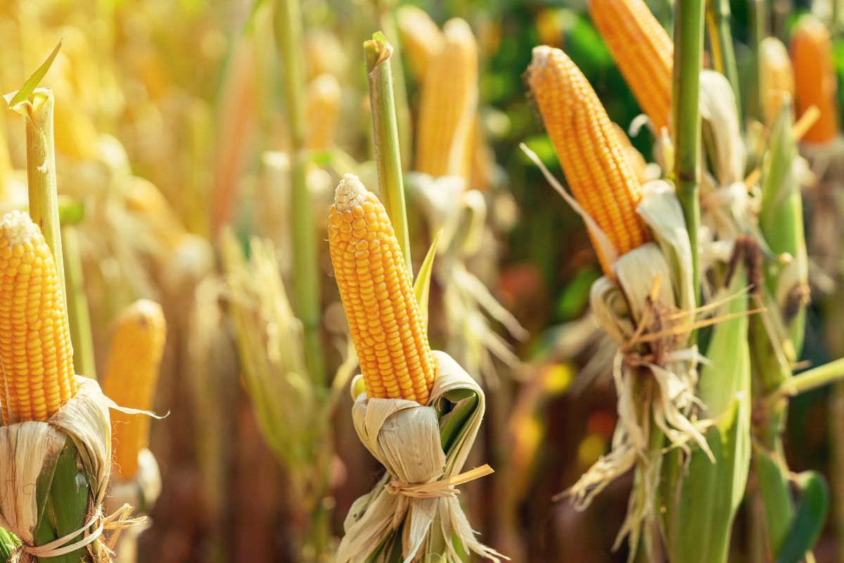 Corn cob field on a sunny day.