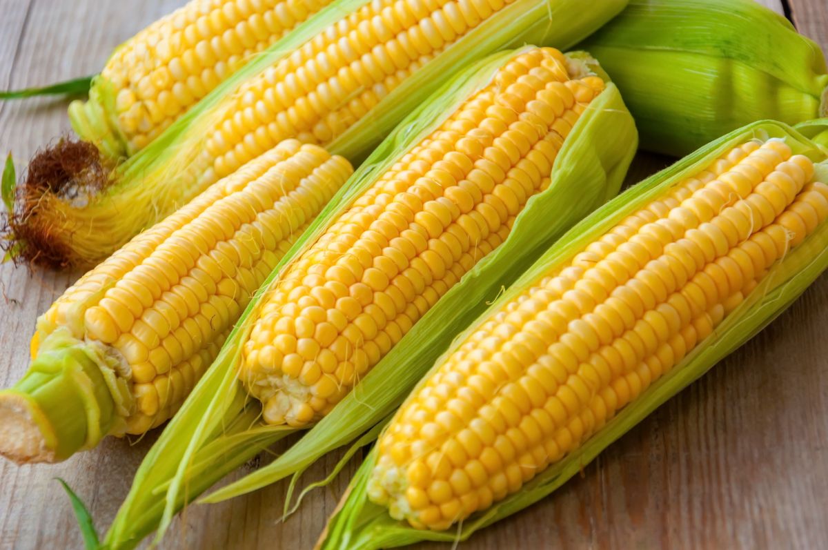 Bunch of fresh corn cobs on a wooden table.