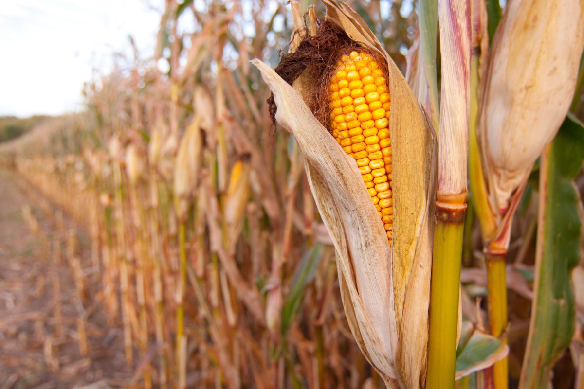 A corn field with corn corbs.