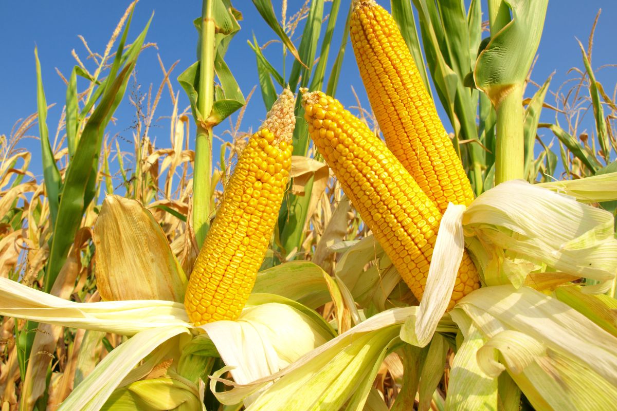 A bunch of ripe corn cobs on a field.