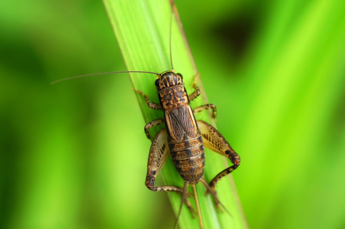 A brown cricket on a green leaf.