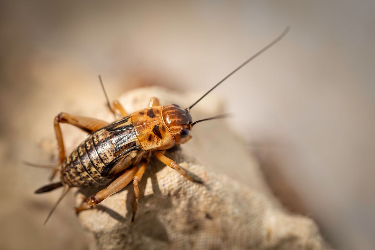 A close-up of a brown cricket.