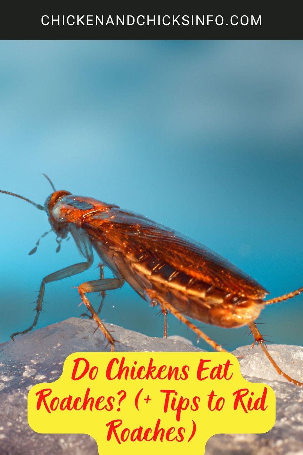 Do Chickens Eat Roaches? (+ Tips to Rid Roaches) poster.
