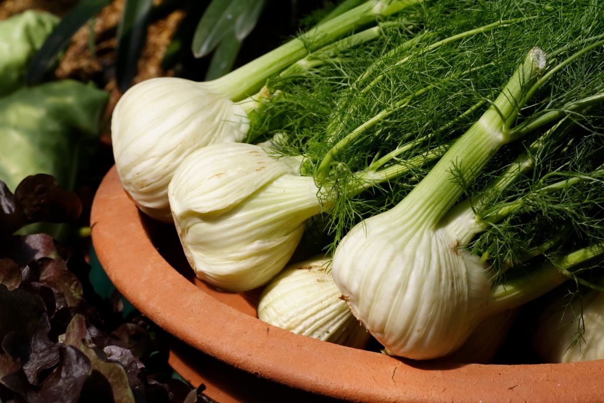 A bowl full of freshly picked organic fennels.
