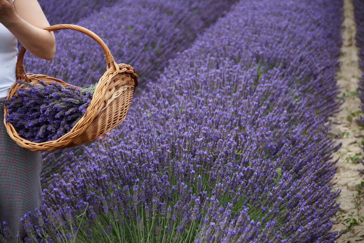Woman holding a basket of lavender on a lavender field.
