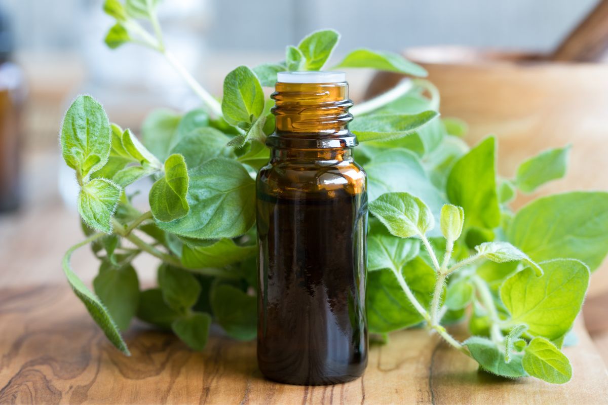 A jar of oregano oil and oregano plants on a wooden table.