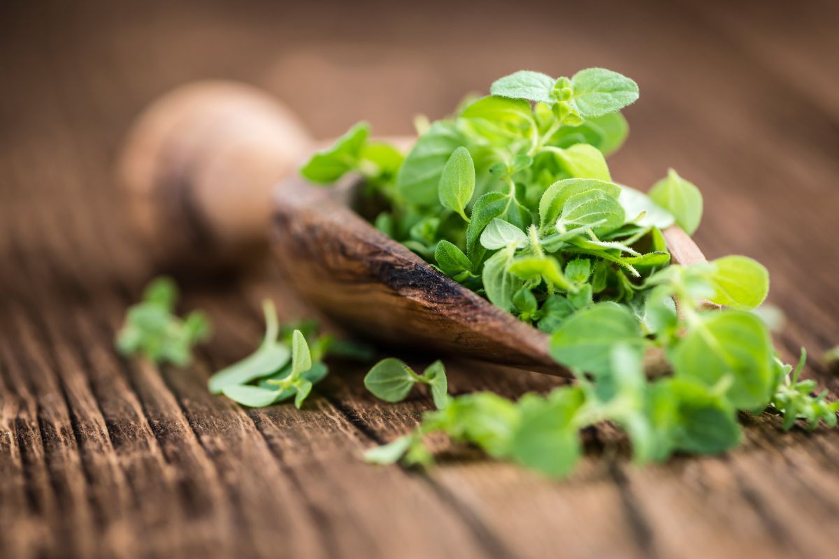 A freshly picked organic oregano on a wooden table and on a wooden spoon.