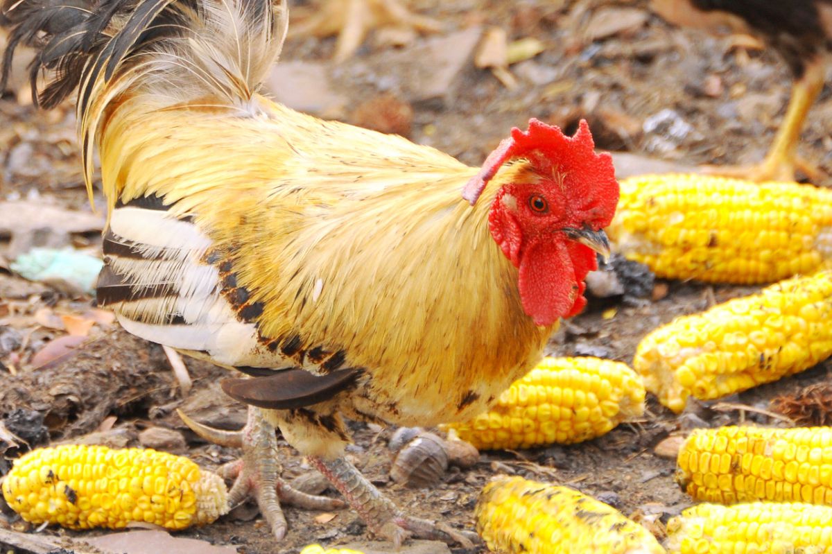 Rooster walking through corn cobs on the ground.