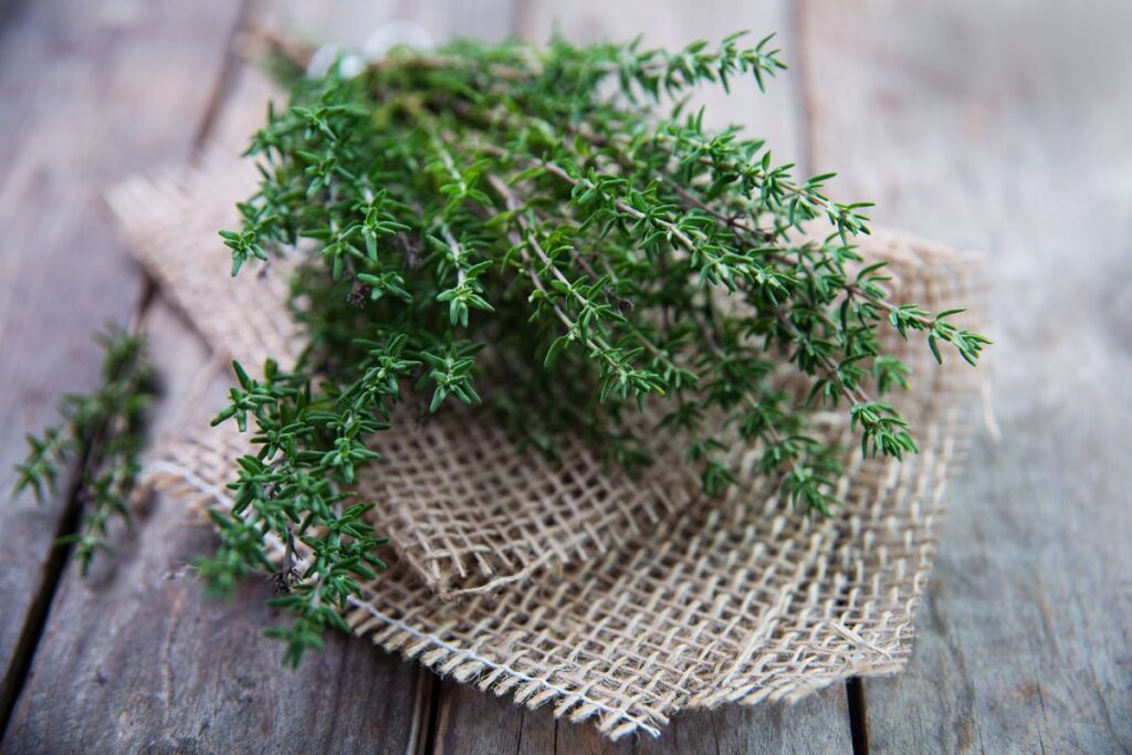 Can Chickens Eat Thyme? (A Powerful Natural Herb) Chicken & Chicks Info