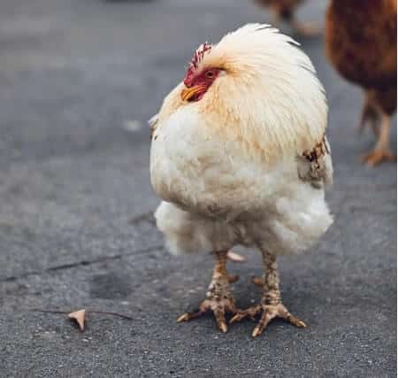 A sick chicken will puff their feathers out