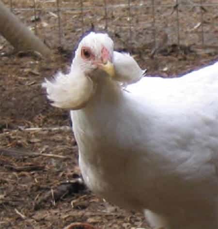 Araucana Chicken Pea Comb