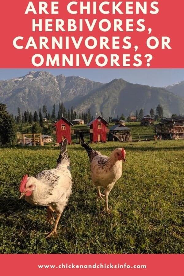Are Chickens Herbivores Carnivores or Omnivores