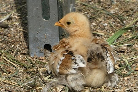 Brooding Poults and Chicks