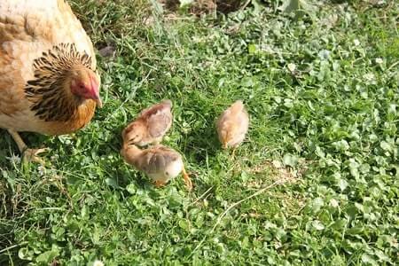 Can Baby Chickens Drown in the Rain