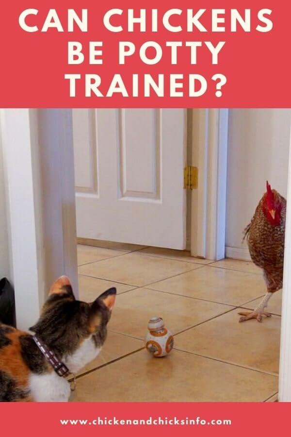 Can Chickens Be Potty Trained? (Actually, Yes!) Chicken & Chicks Info