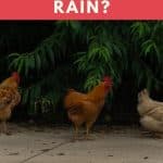Can Chickens Drown in the Rain