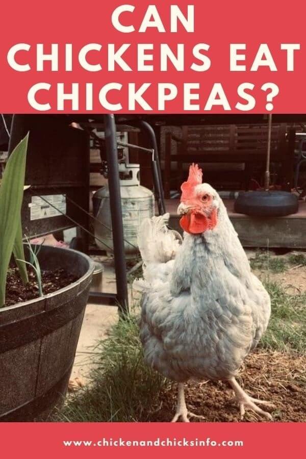 Can Chickens Eat Chickpeas