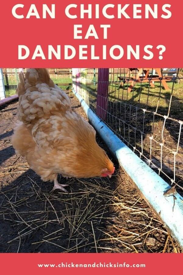 Can Chickens Eat Dandelions Annoying Weed Or Tasty Treat Chicken Chicks Info